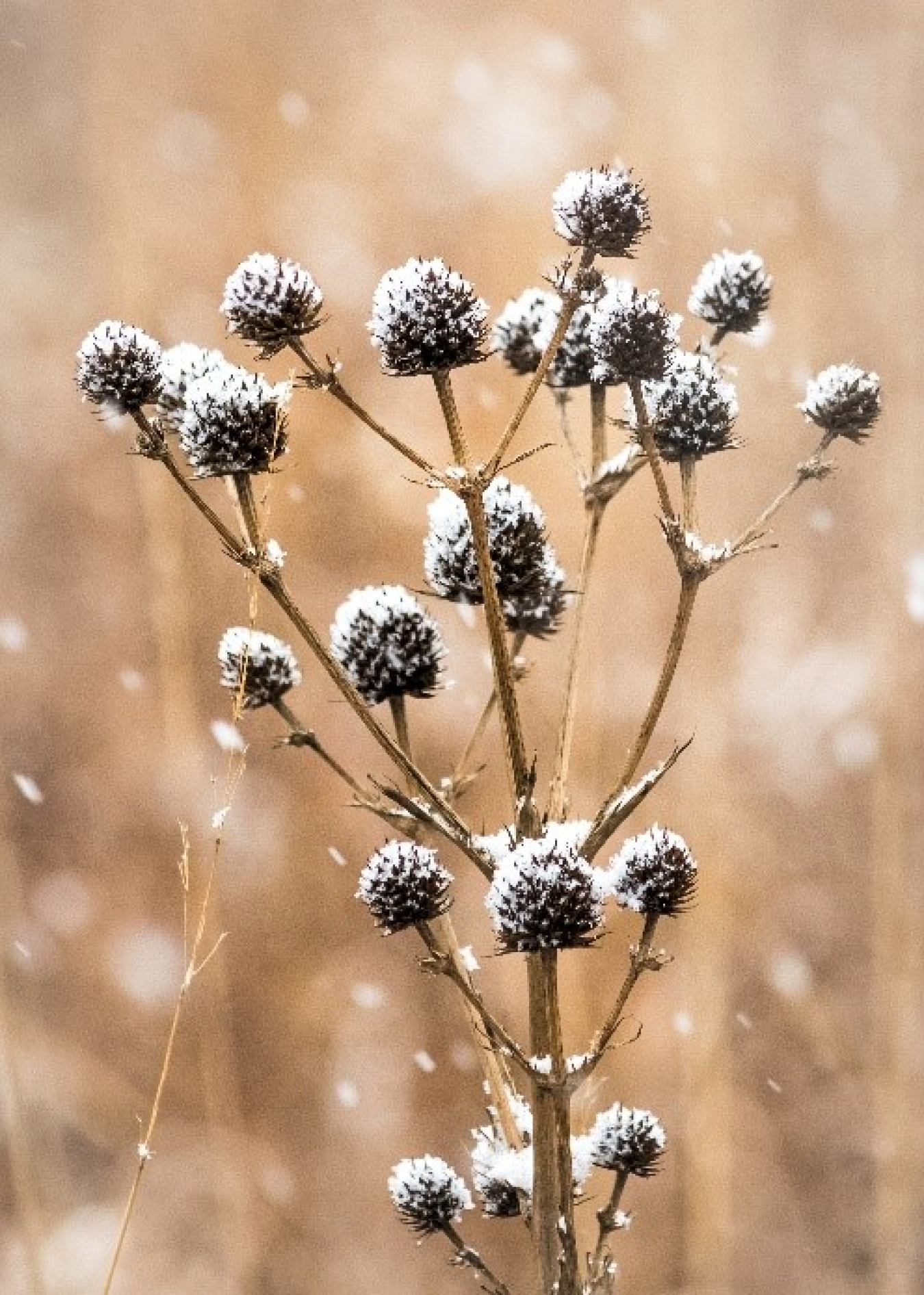 WSSRattlesnakeMaster