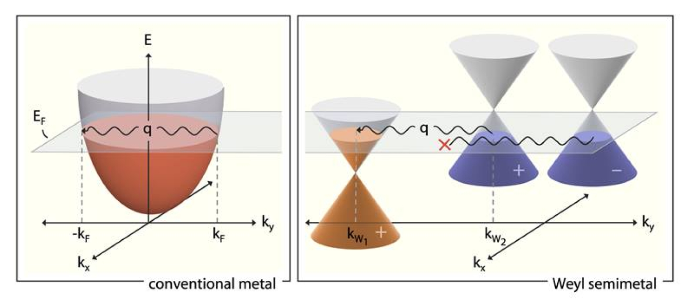 Energy versus momentum depiction of different conditions that give rise to a Kohn anomaly in ordinary metals (at left), versus a topological material called a Weyl semimetal (at right). 