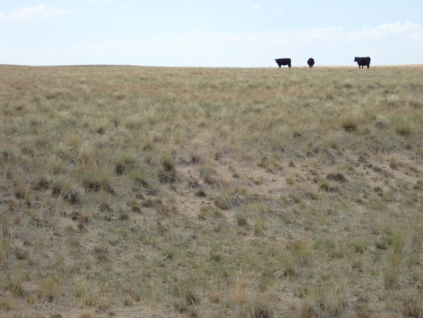 Cattle from the Heward 7E Ranch grazing at the Shirley Basin South site. 