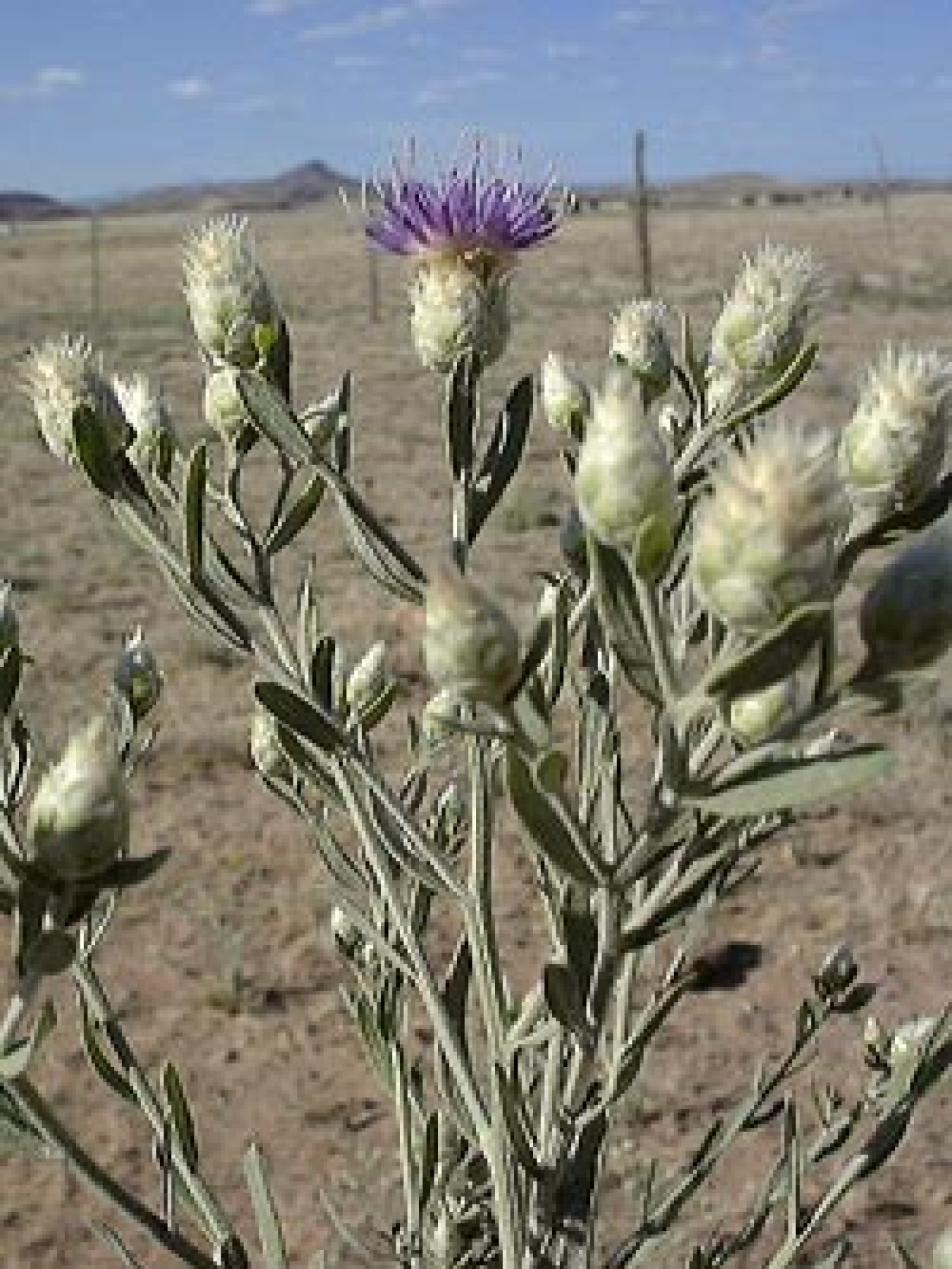 Russian knapweed is an invasive species that has damaged ecosystems along the Dolores River corridor.