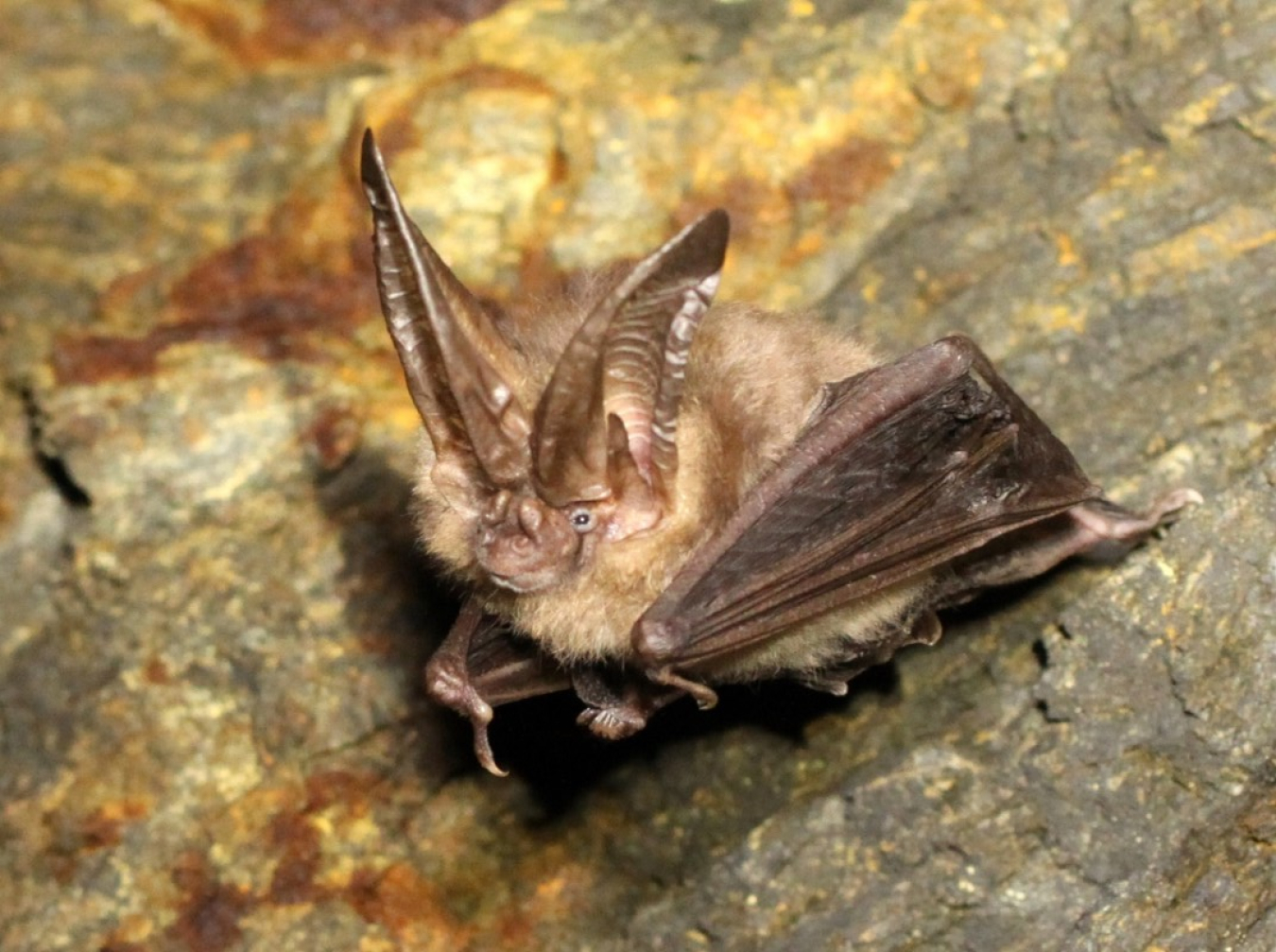 Townsend’s big-eared bat. (Photo courtesy BCI.)