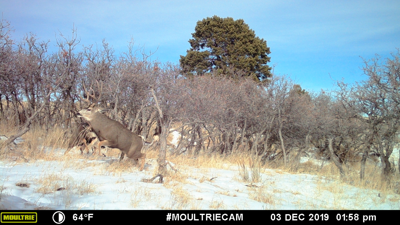 Two mule deer bucks fighting during the rut.