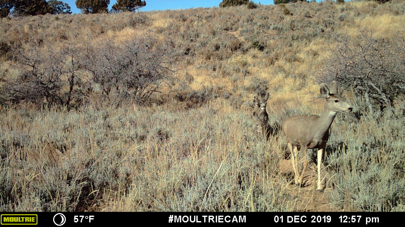 A mule deer doe leading three fawns through the sagebrush.