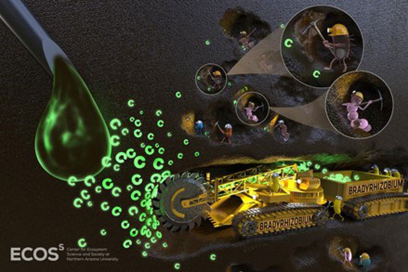 Some bacterial "miners" that process soil nutrients are more efficient than others. Here, a top processor, Bradyrhizobium, consolidates its control of carbon from a glucose addition, processing the nutrients with the efficiency of an industrial excavator.