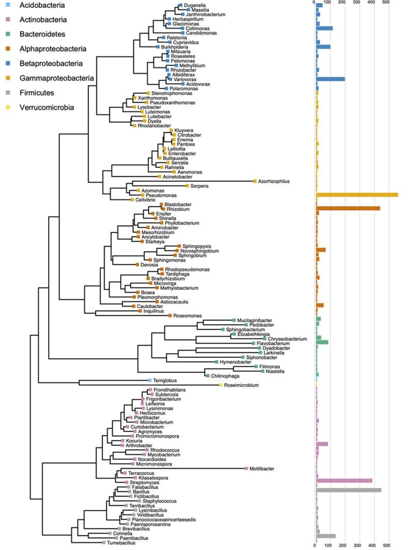 Phylogenetic tree created by sequencing all the isolates in this study into genera. Colors indicate the bacterial phylum/class. The bar graph corresponds to the number of isolates in the collection in that genus.