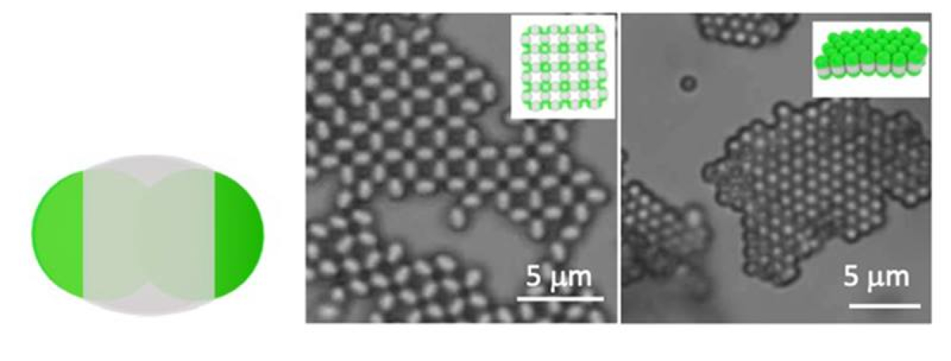 Schematic of a particle with distinct regions (left). The bright-field fluorescent images (center and left) and schematics (inserts) show selective crystallization via pole-to-pole or center-to-center interactions. Scale bars are 5 microns.