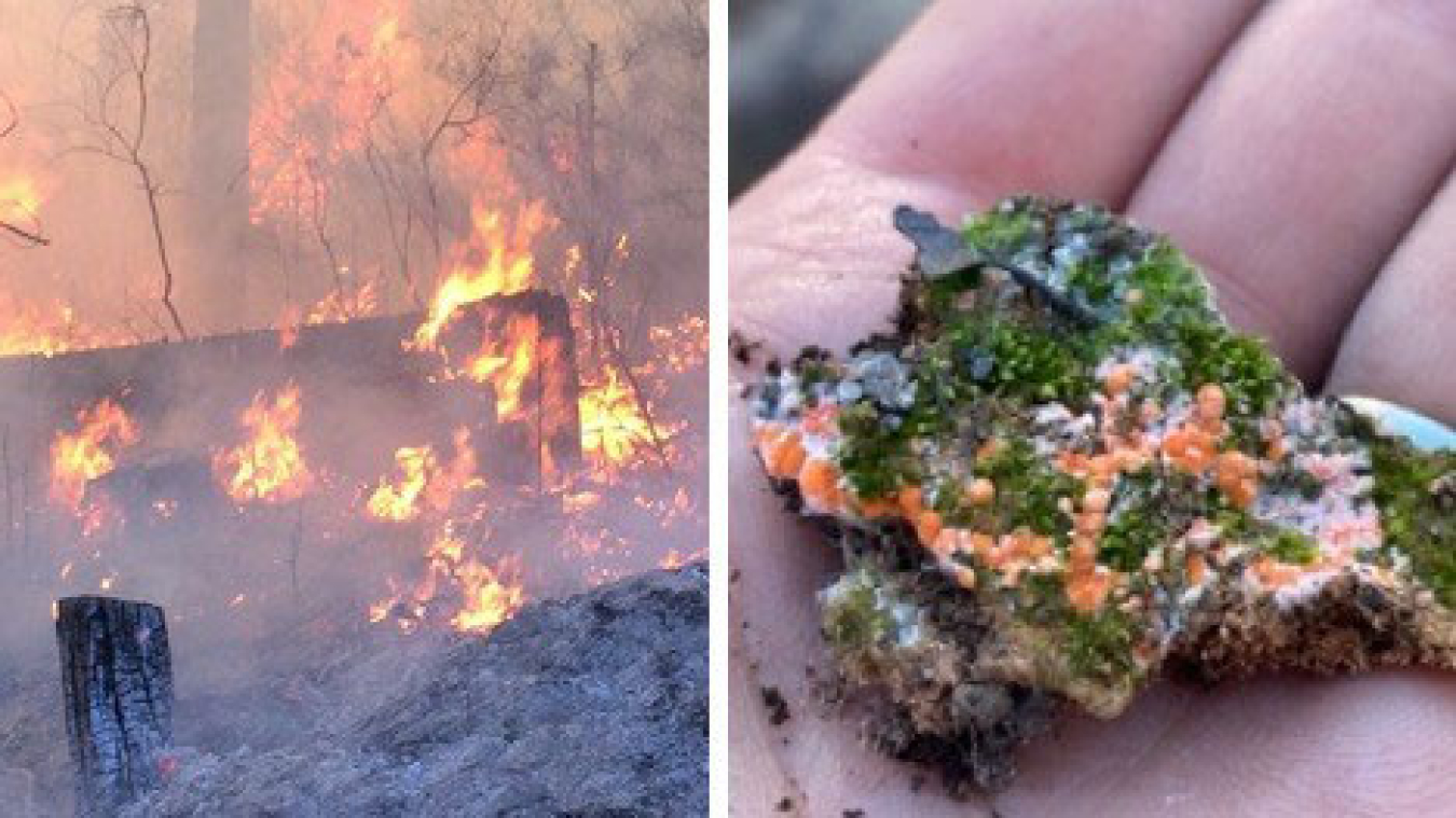 Fire burning through a pine forest in the Sierra Nevada mountains in California (left) and the orange post-fire fungus, Pyronema domesticum, growing on burnt soil held in the palm of lead author Monika Fischer (right).