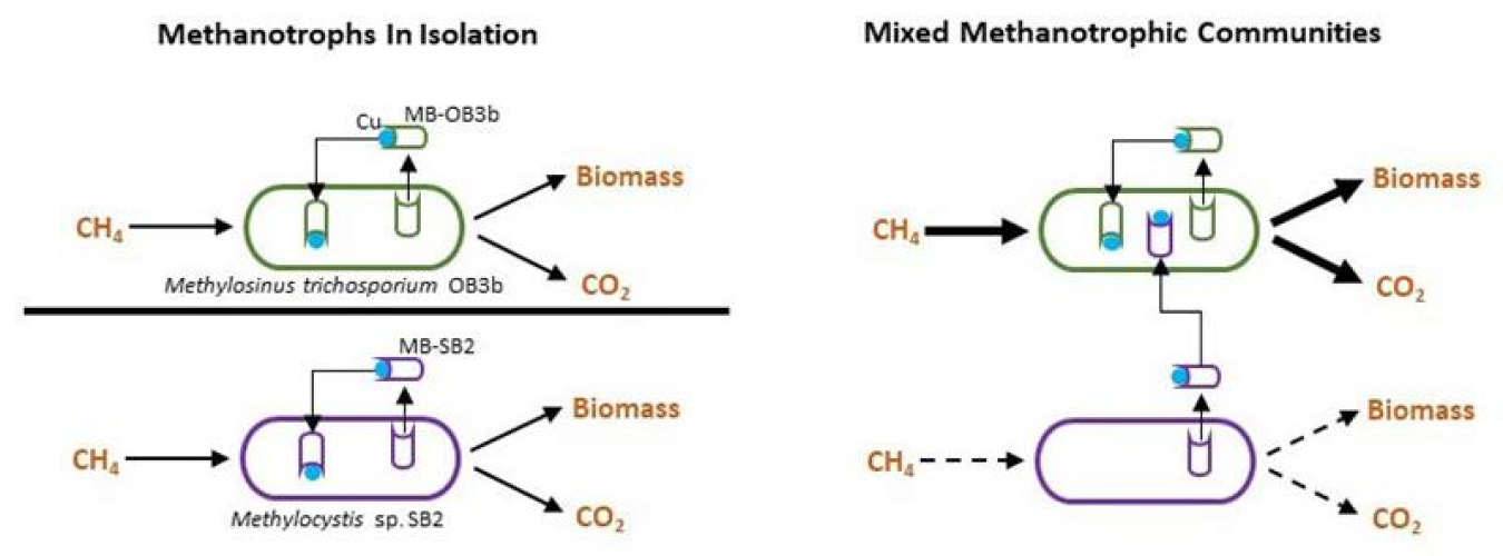 Microbes’ ability to consume methane depends on their ability to collect copper. To do so, some microbes called methanotrophs secrete a copper-binding compound called methanobactin (MB). In nature, some methanotrophs “steal” MB from others.