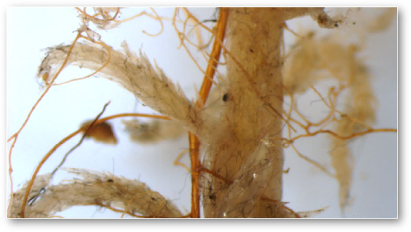 Shrub fine-roots, often finer than human hair, tangled around a Sphagnum moss stem. The fate of these seemingly tiny plant components is closely tied to carbon cycling of peatlands, which are important to the planet as carbon sinks.