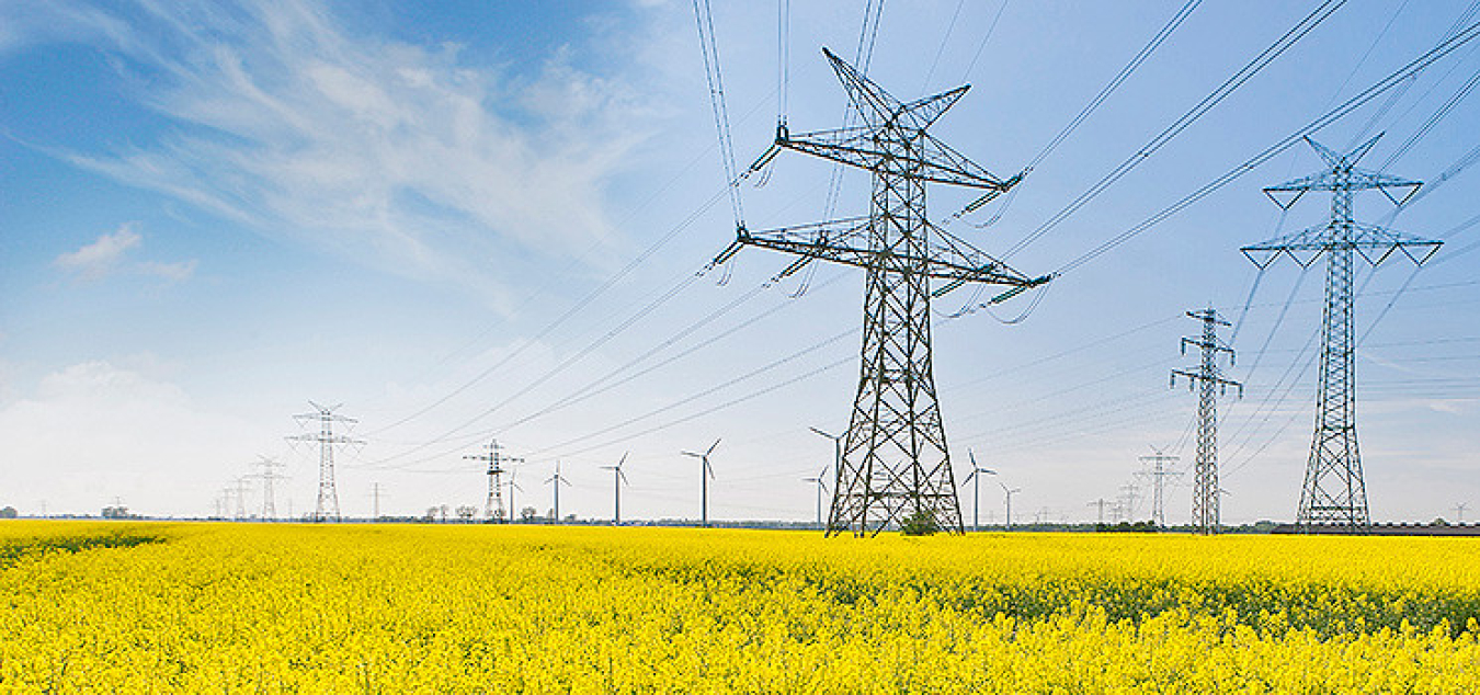 A field of yellow flowers, that contains power lines, and wind turbines set before a lightly clouded blue sky.