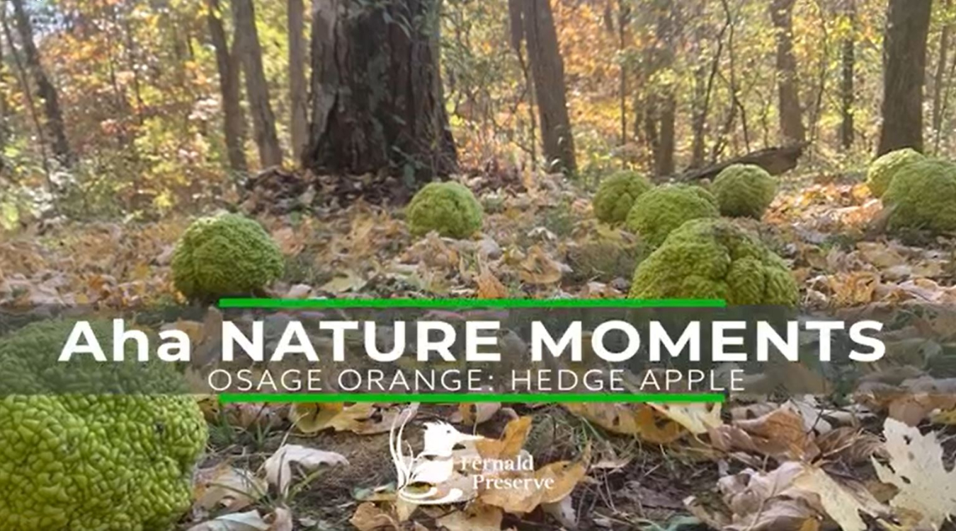 Aha nature Moments Osage Orange