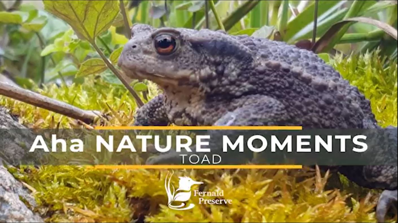 Aha Nature Moments Toad