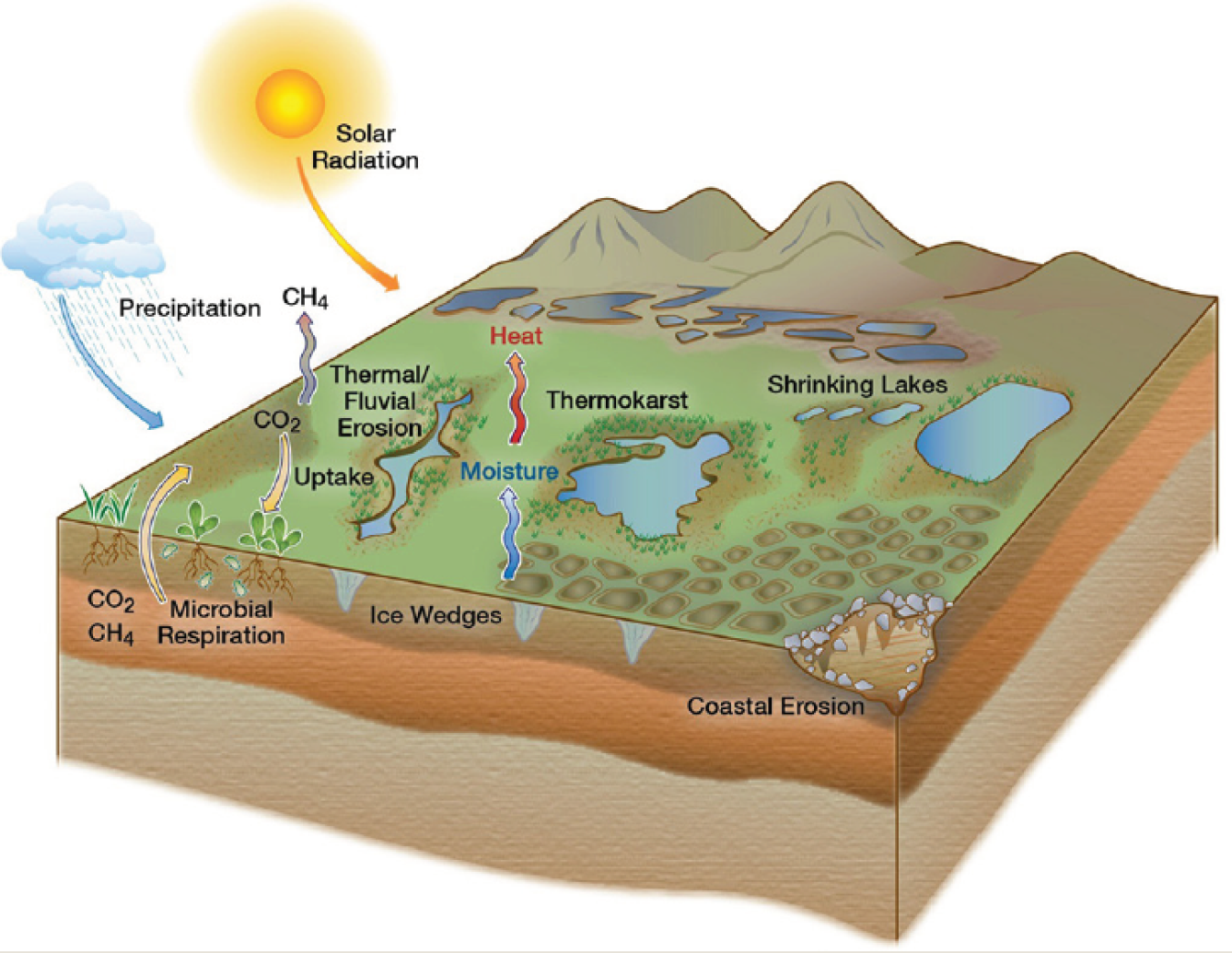 This graphic shows the relationships among hydrology and vegetation to understand energy and carbon transfer. 