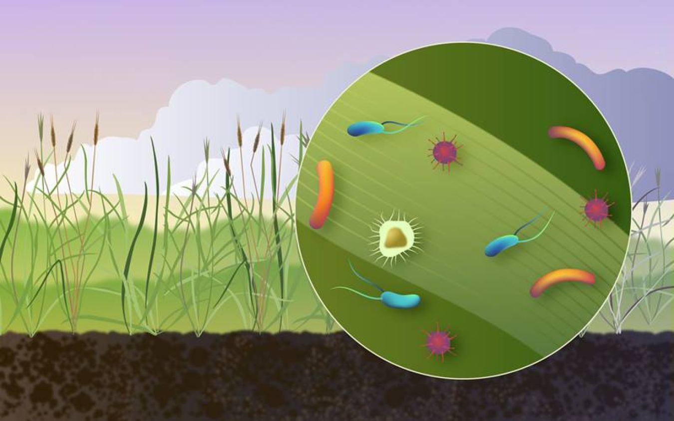 The aboveground parts of plants, mainly stems and leaves, are among the most prevalent microbial habitats on Earth. The pollen, bacteria, viruses, algae, and cell debris they release can seed cloud and ice crystal formation in the atmosphere.