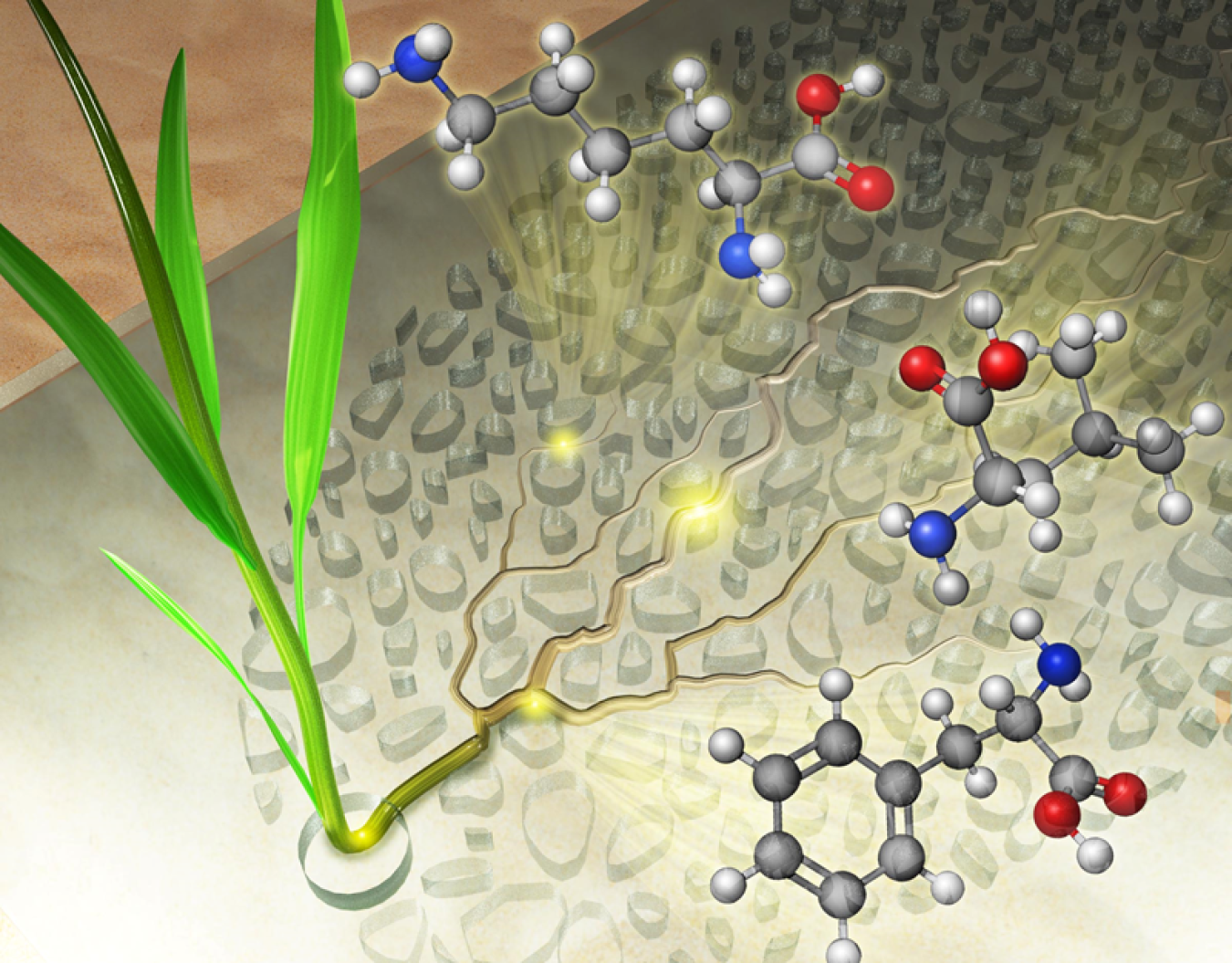 Grass roots grow through the synthetic soil grains in the transparent rhizosphere-on-a-chip, exuding carbon compounds into the pores. The synthetic soil grains inhibit diffusion of the substances the roots exude, creating amino acid hotspots.