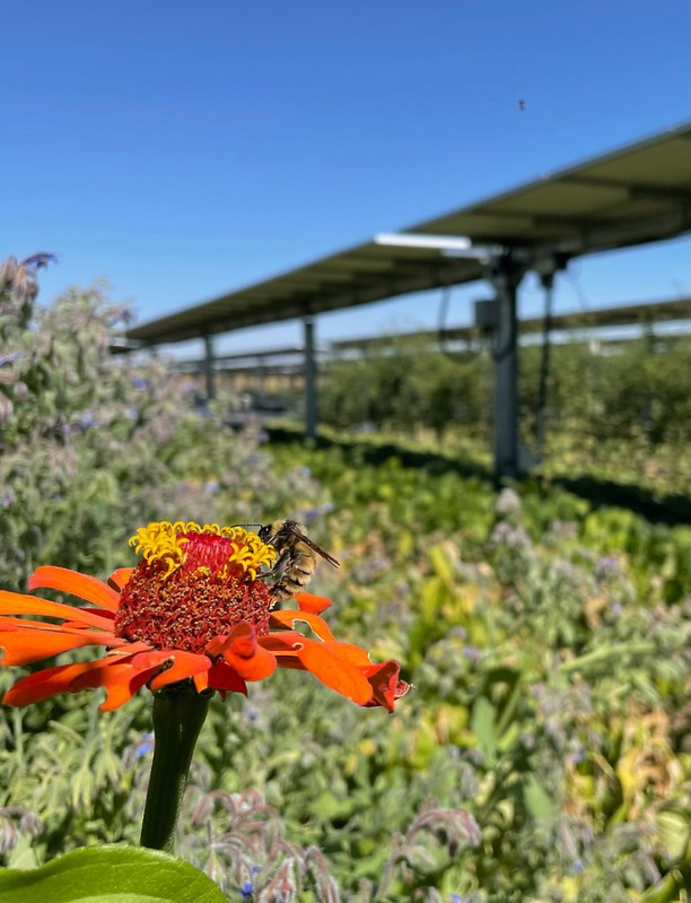 A bee gathers pollen from the flower of a Zinnia plant at a solar array. 