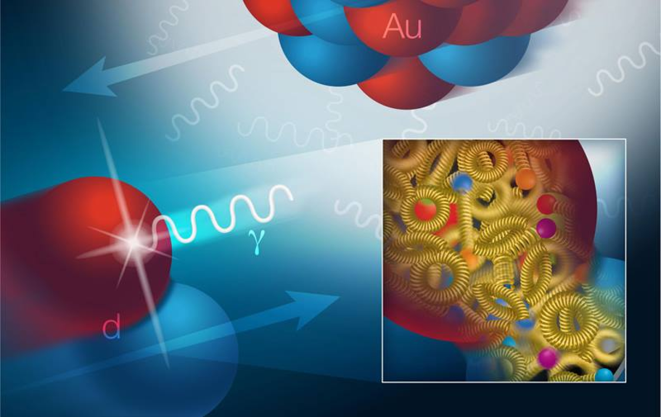 In ultra-peripheral collisions between gold (Au) ions and deuterons (d), photons (γ) surrounding the fast-moving ions interact with gluons (yellow coils) to reveal their distribution within the deuteron.