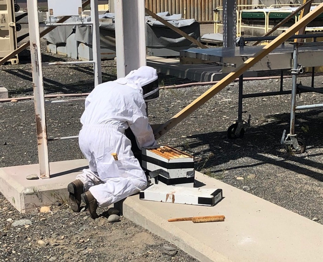 Cynthia Synar, a planner with EM contractor Central Plateau Cleanup Company and also a beekeeper, carefully places a swarm of bees in a box. The bees were relocated to form a new colony safe from ongoing environmental cleanup activities.