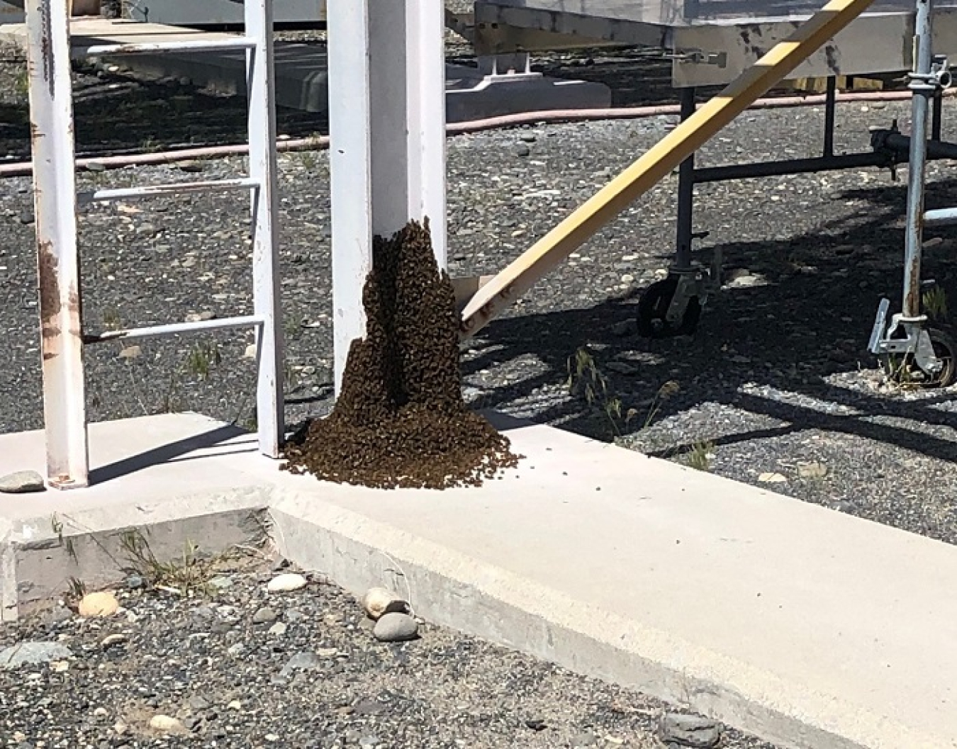 Native bees swarm near a hive at the former K Reactor Area on the Hanford Site. Bees swarm and begin looking for a new place to nest when a colony becomes overcrowded.