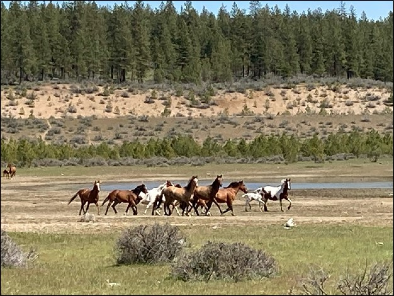 Washington Wild Horses