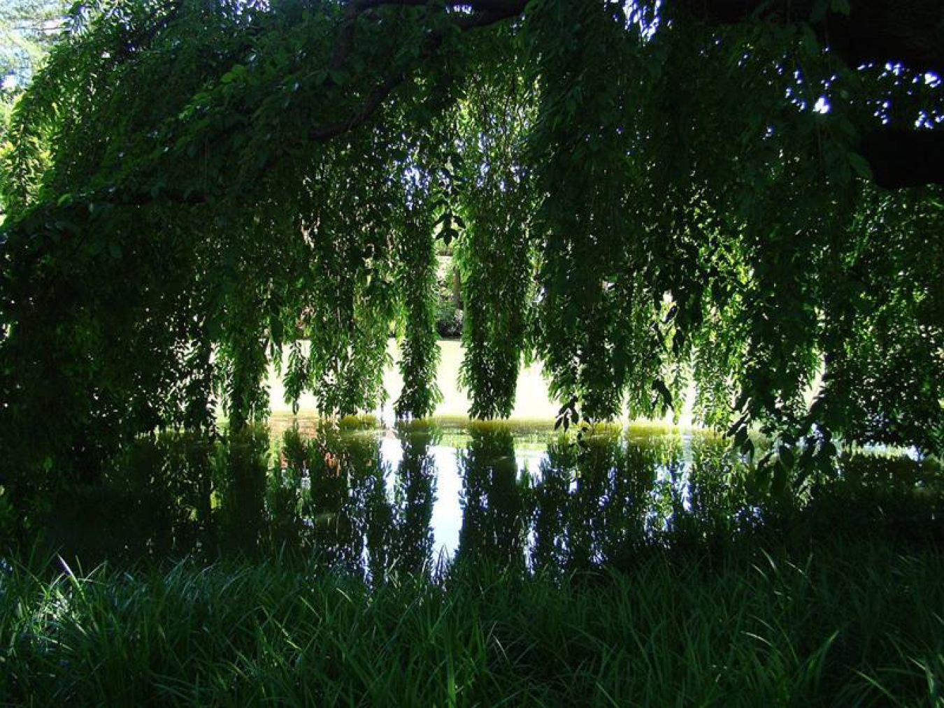 Plants and algae that grow in deep shade—such as under this tree—must fight for every bit of light. To do so, some can equip themselves to use low-energy red and infra-red light by changing their chlorophyll.