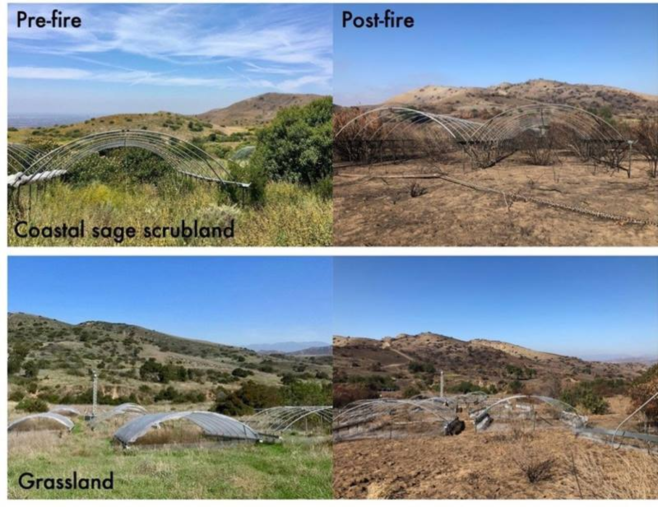 Loma Ridge Global Change Experiment treatment plots in the California coastal sage scrubland and grassland before and after the Silverado fire in October 2020.