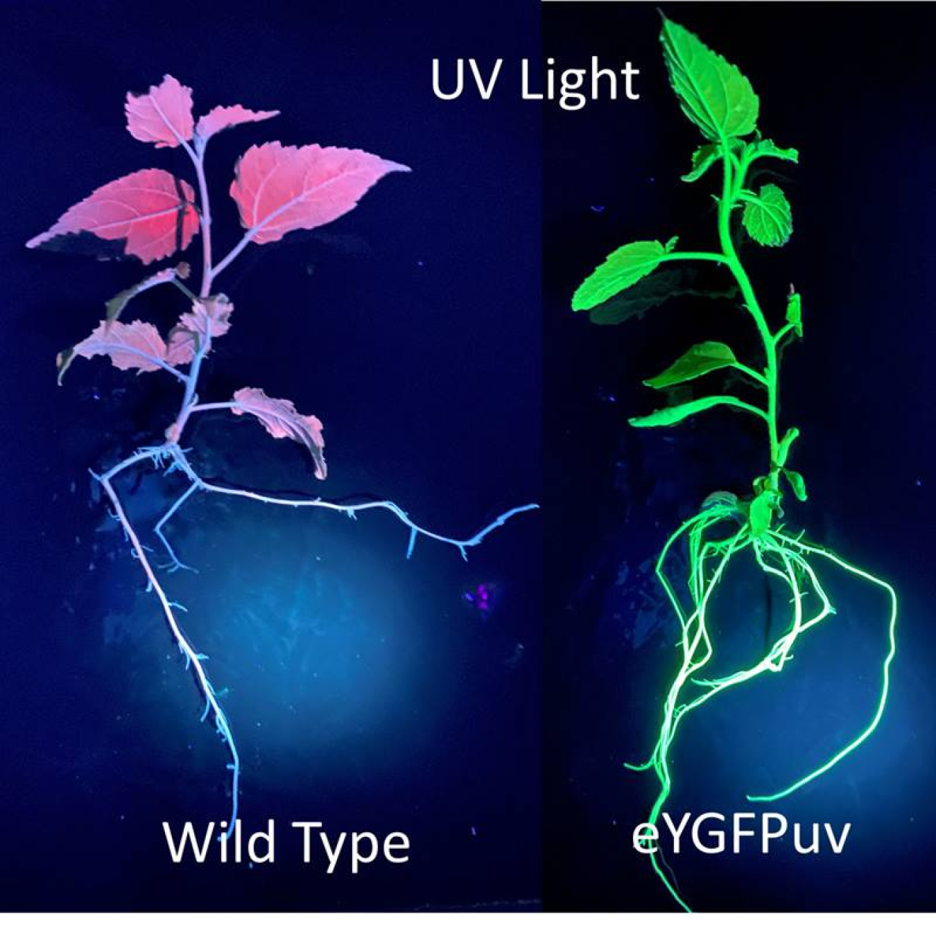 The image shows the UV illuminated poplar plants. The ‘wild type’ on the left is the naturally occurring variant. The plant on the right contains the eYGFPuv reporter and glows green under UV illumination.