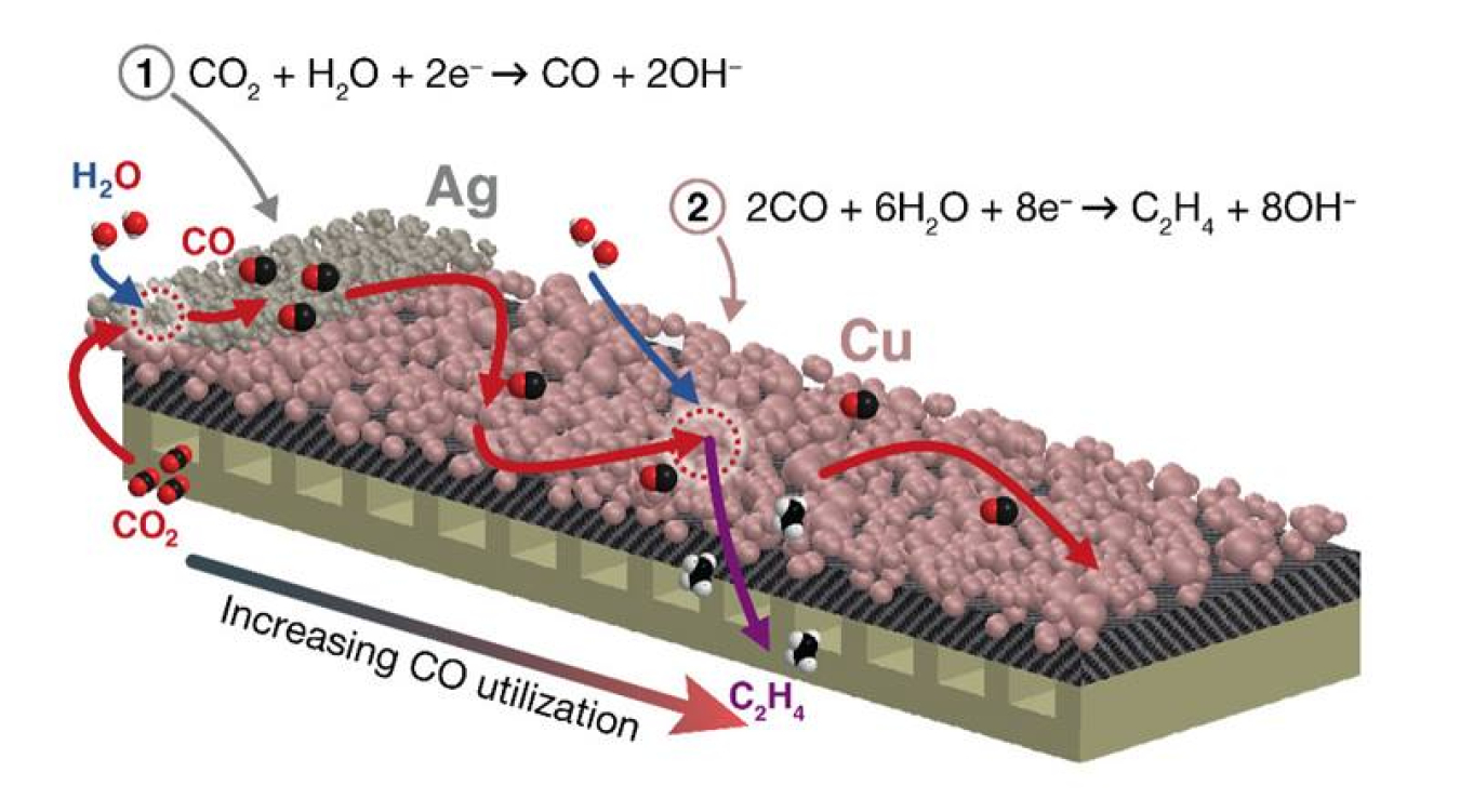 Carbon dioxide reduction over a segmented tandem electrode. Carbon dioxide first reacts at a silver catalyst to form carbon monoxide, which is then forced through the rest of the electrode and converted to multicarbon products over the copper catalyst.