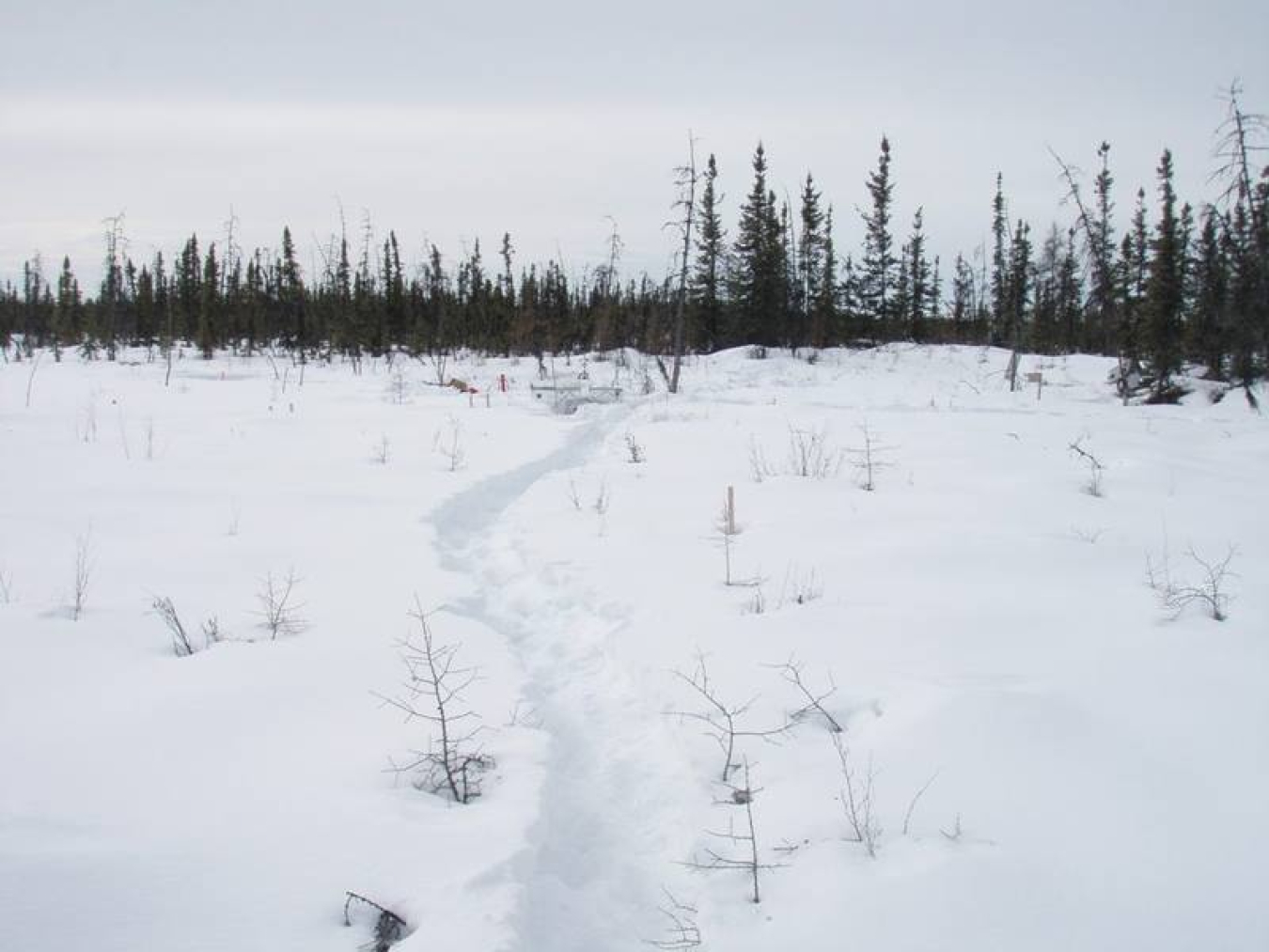 USGS Northern peatlands contain huge amounts of stored carbon. Studying how microbes transform this trapped carbon and release it as carbon dioxide is an important factor in understanding climate change.