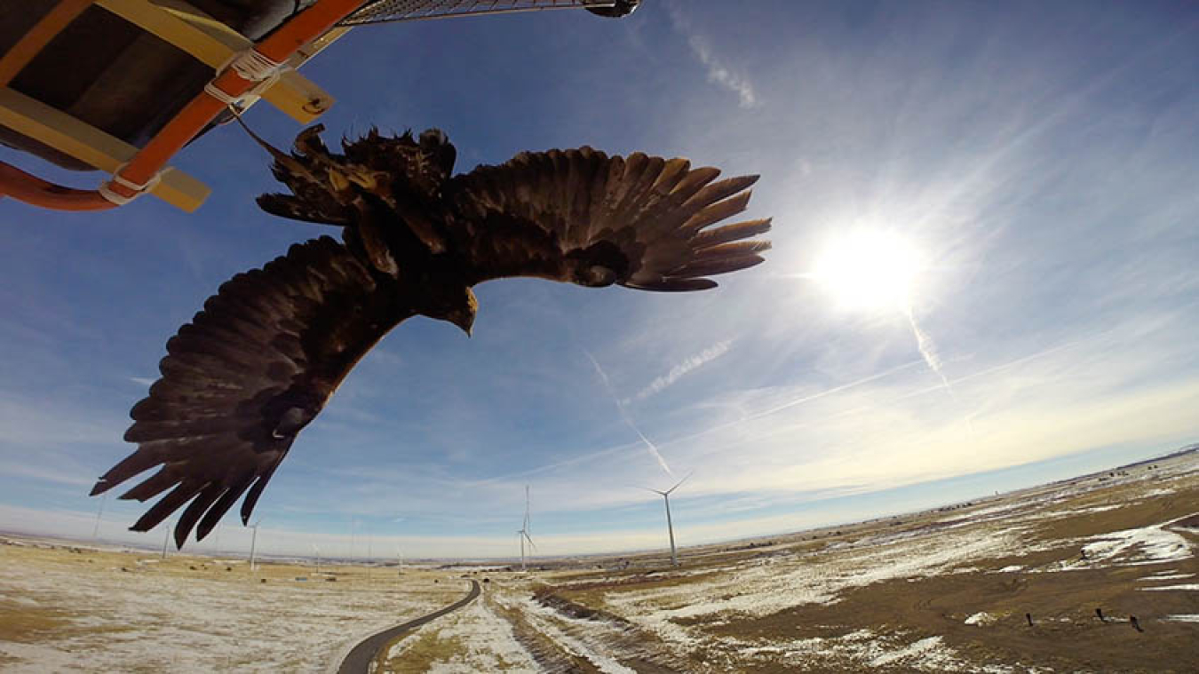 A golden eagle photographed near NREL's Flatirons campus