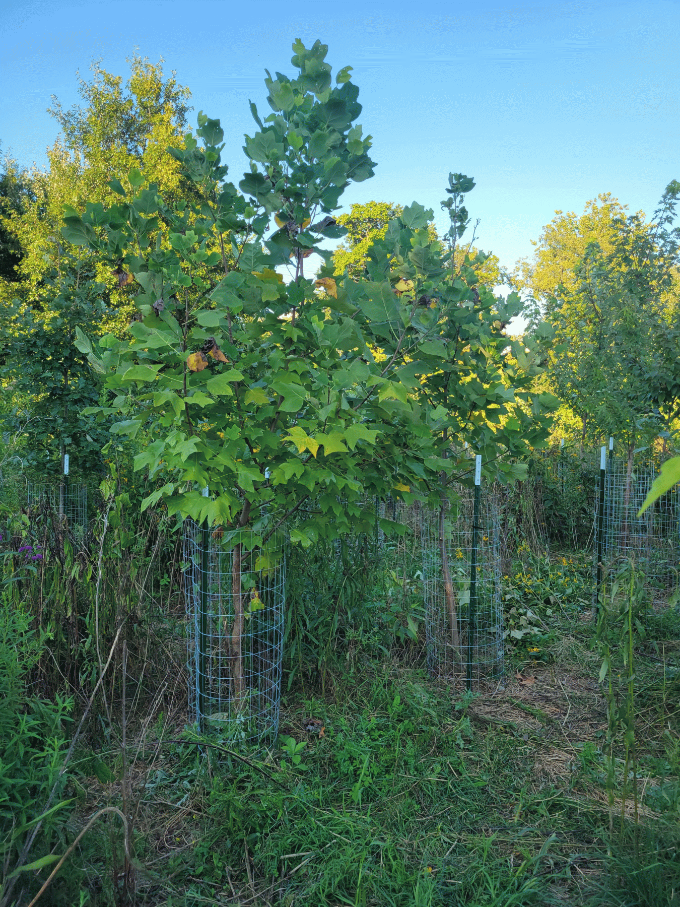 Newly-Caged-Trees-Dented-by-Deer