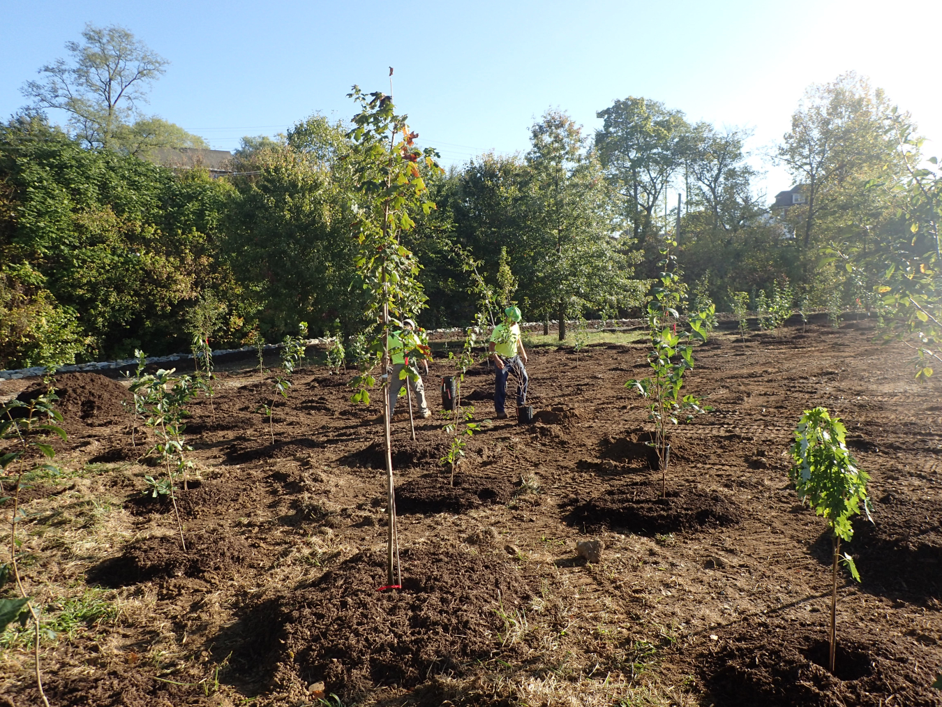 riparian trees Canonsburg