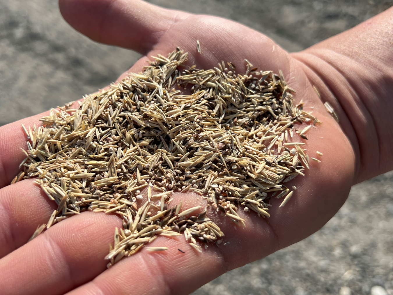 A mixture of at least eight different types of native grasses and plants were spread over the top of the water runoff basin at the U Farm on the Hanford Site.