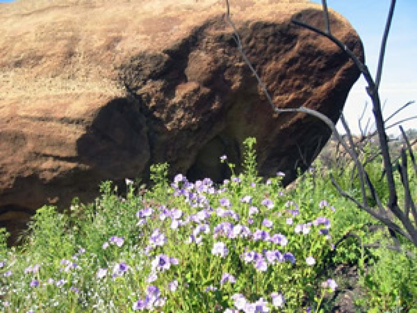 Flowers by Rock, May 2005