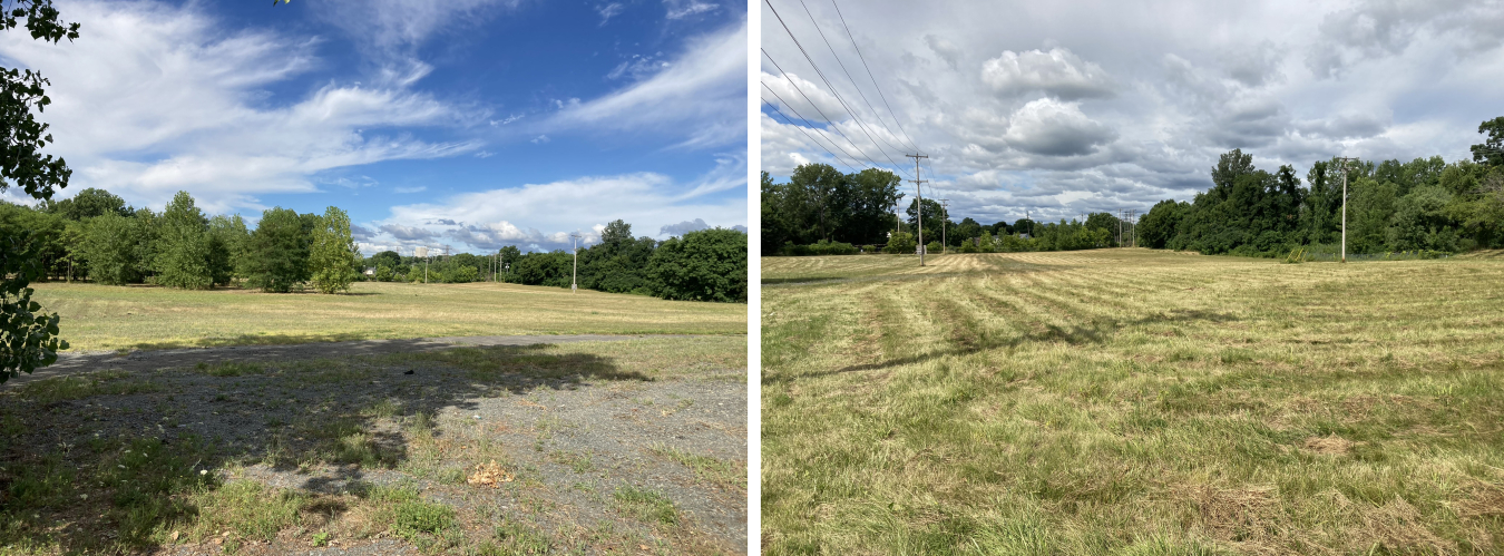 Colonie After Remediation