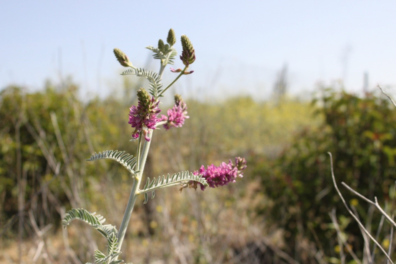 Braunton’s milk-vetch, an endangered short-lived perennial plant in the pea family.