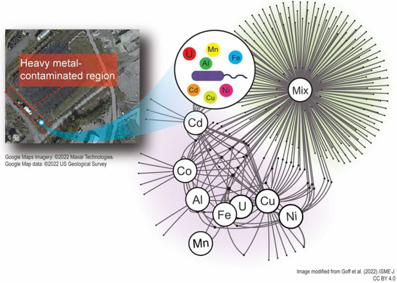 Left: the subsurface at the Oak Ridge Reservation has high levels of multiple metals, affecting the growth and metabolism of native bacteria. Right: proteomic response to metal exposures. Lines connect exposure conditions (white circles) to individual proteins.