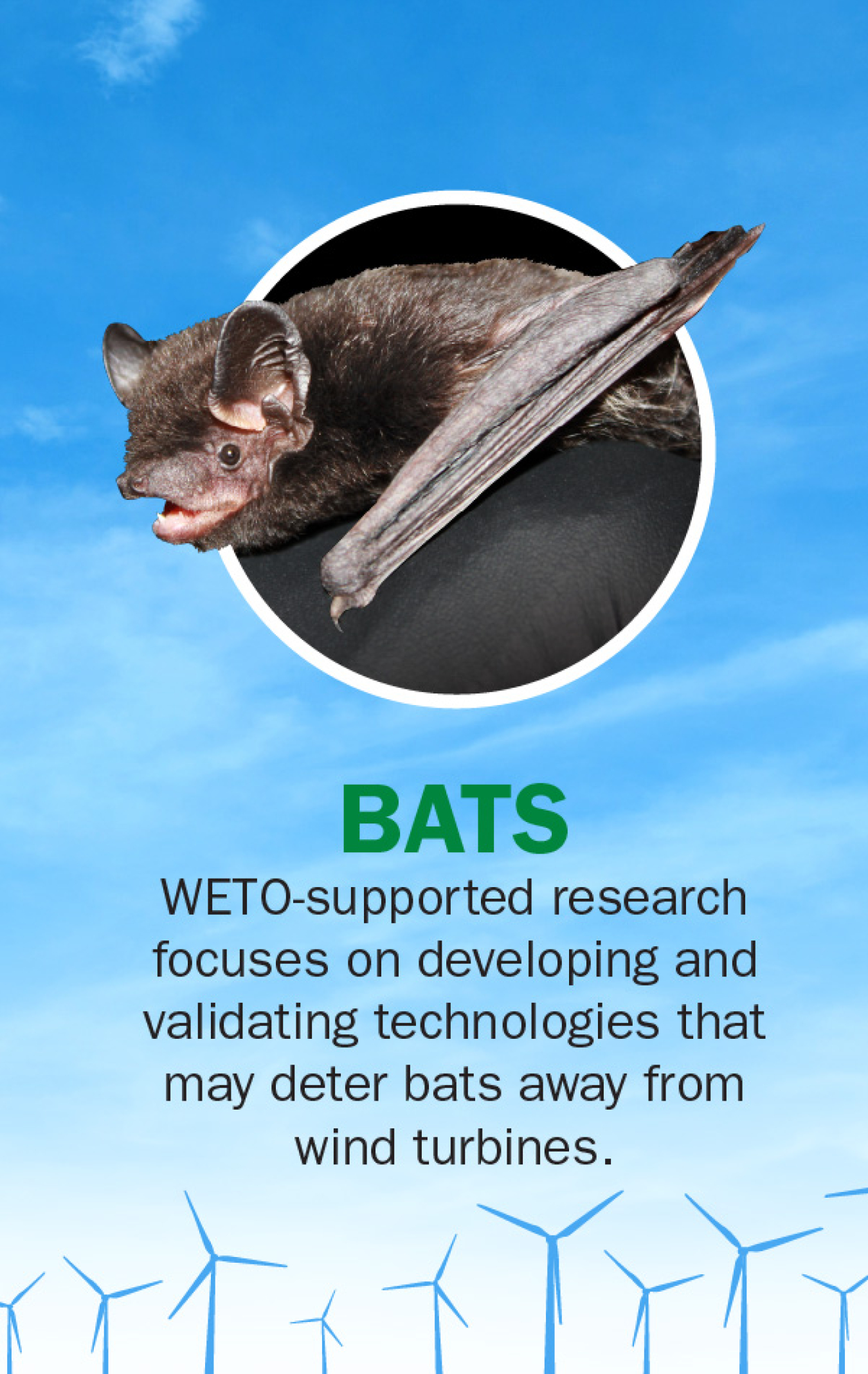 Bats: "WETO-supported research focuses on developing and validating technologies that may deter bats away from wind turbines."