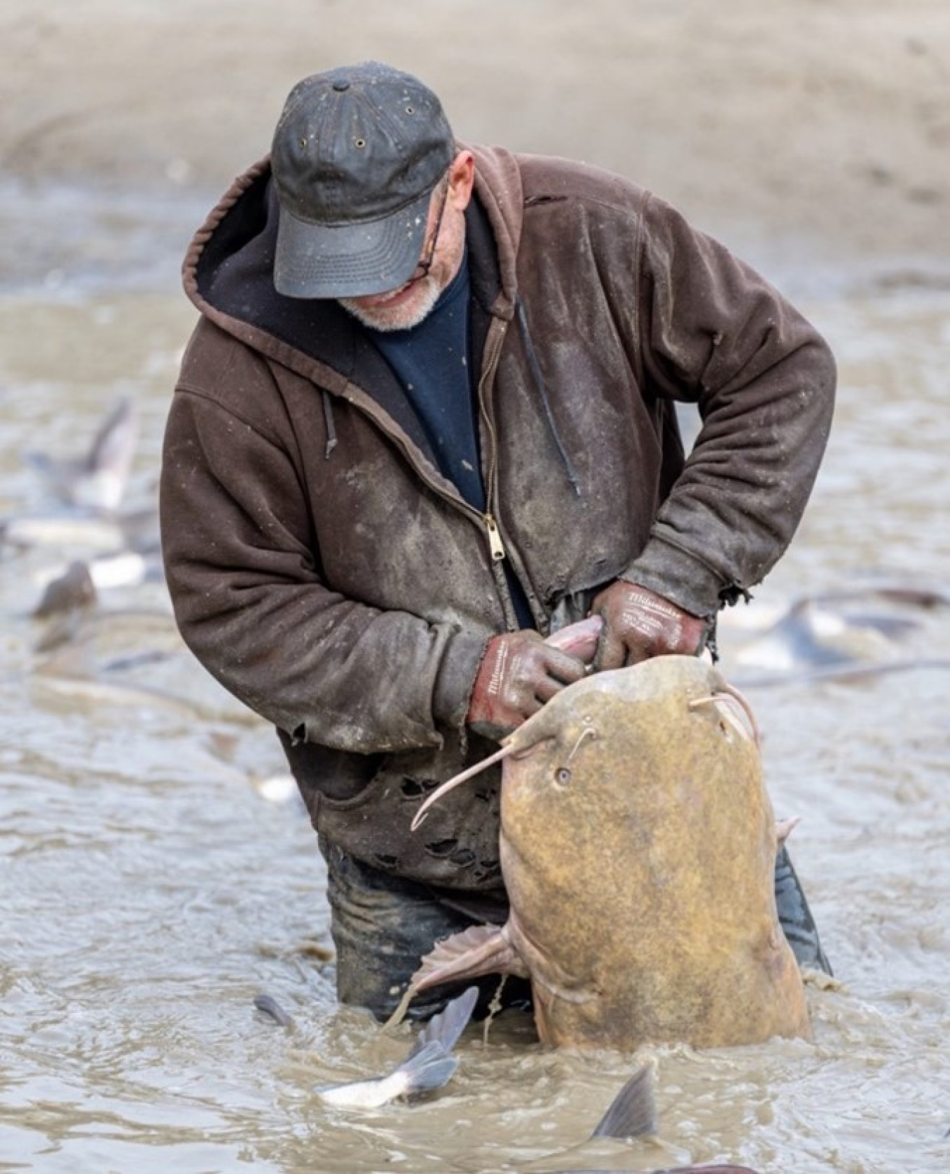 Bowersock employee Dennis Buehler, standing in thigh-deep water, winces as he tries to walk while holding a huge catfish by its bottom lip