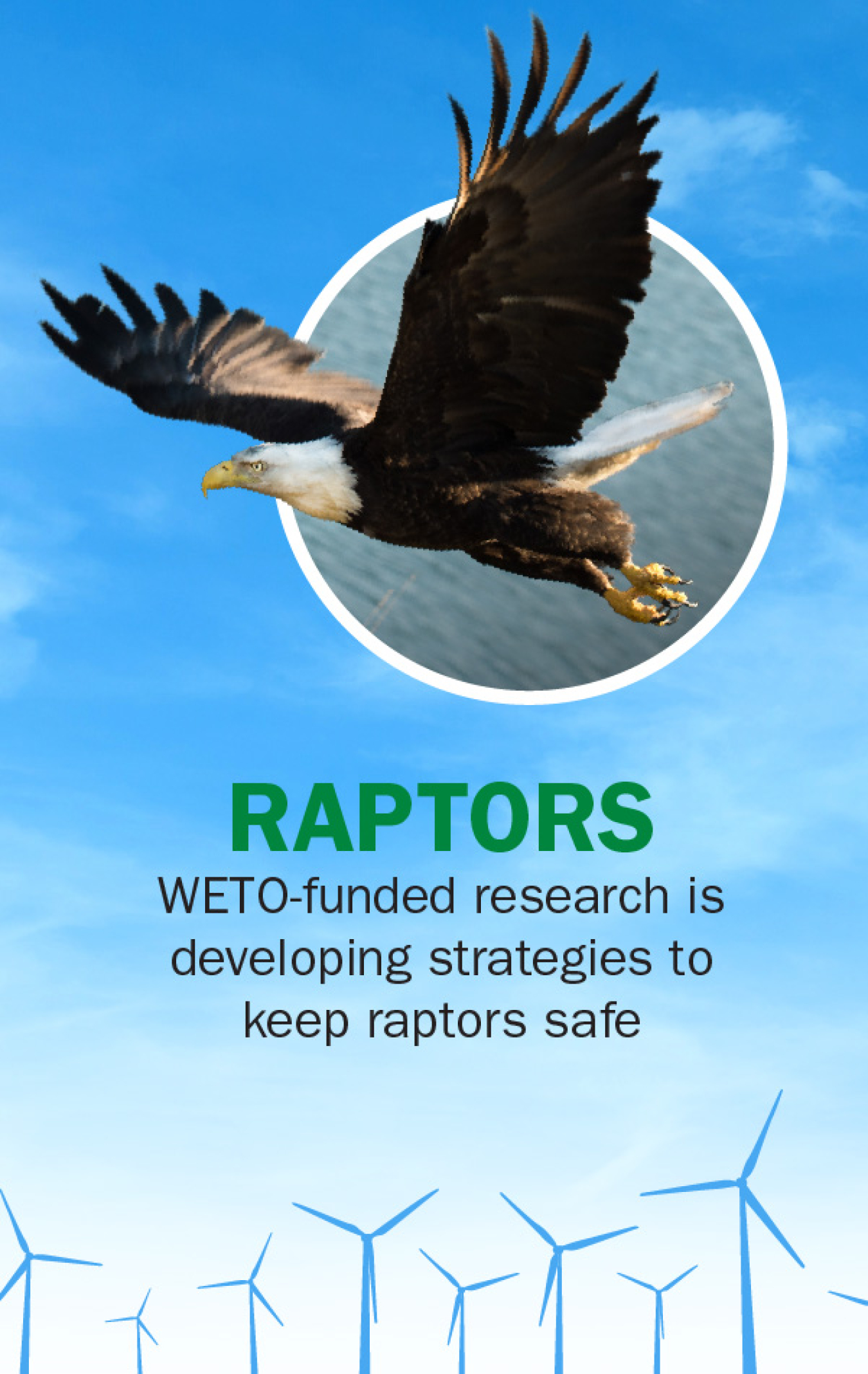 "RAPTORS - WETO-funded research is developing strategies to keep raptors safe."