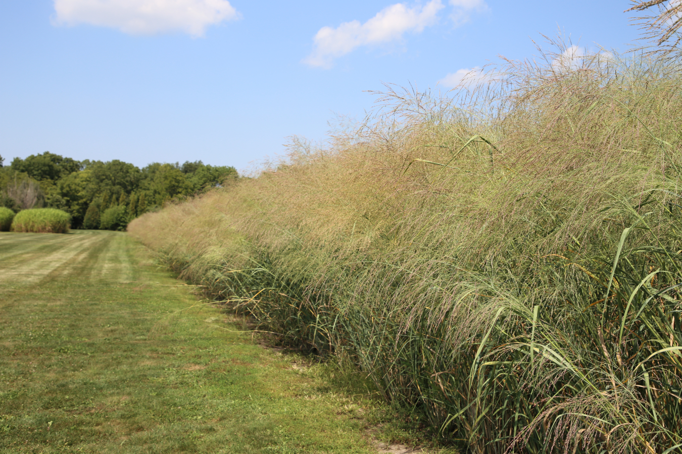 Switchgrass field planted on marginal land. Photo courtesy of University of Illinois Urbana-Champaign.