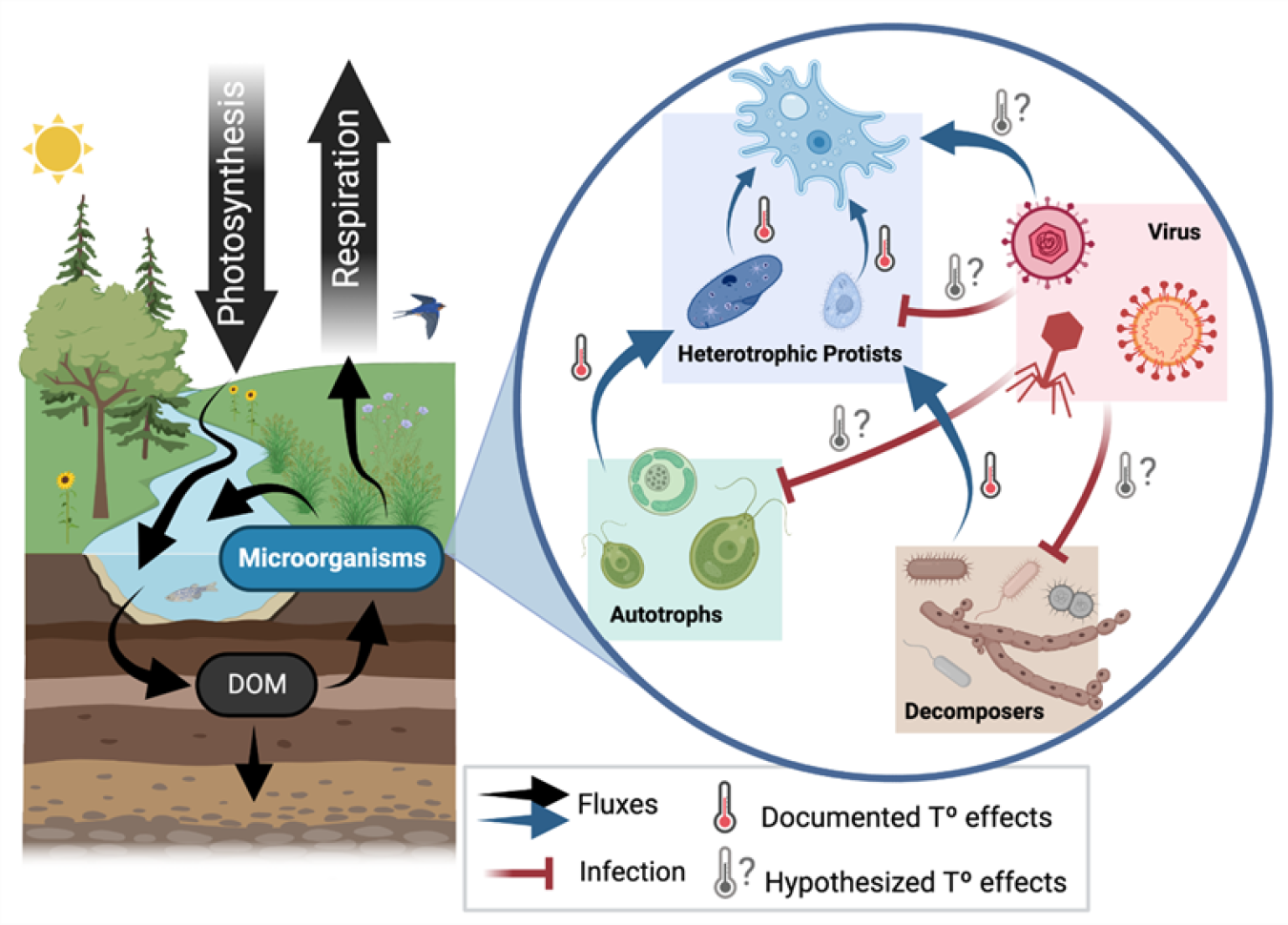 Microorganisms affect the flow of energy and matter within ecosystems, but they are also subject to infection by viruses. Scientists do not fully understand how viral infections will alter ecosystem functioning in a rapidly warming world.