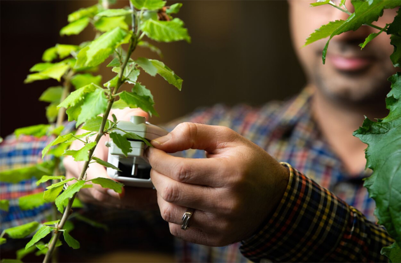 A person using a tool that grasps onto a plant’s leaf that looks like a stapler measuring plant parameters related to photosynthesis