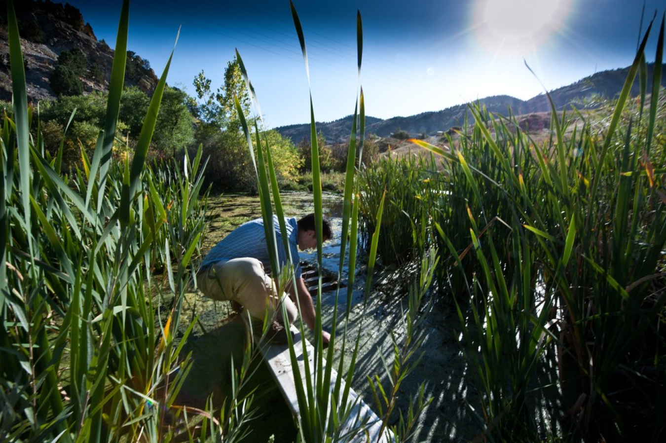 Algae harvesting