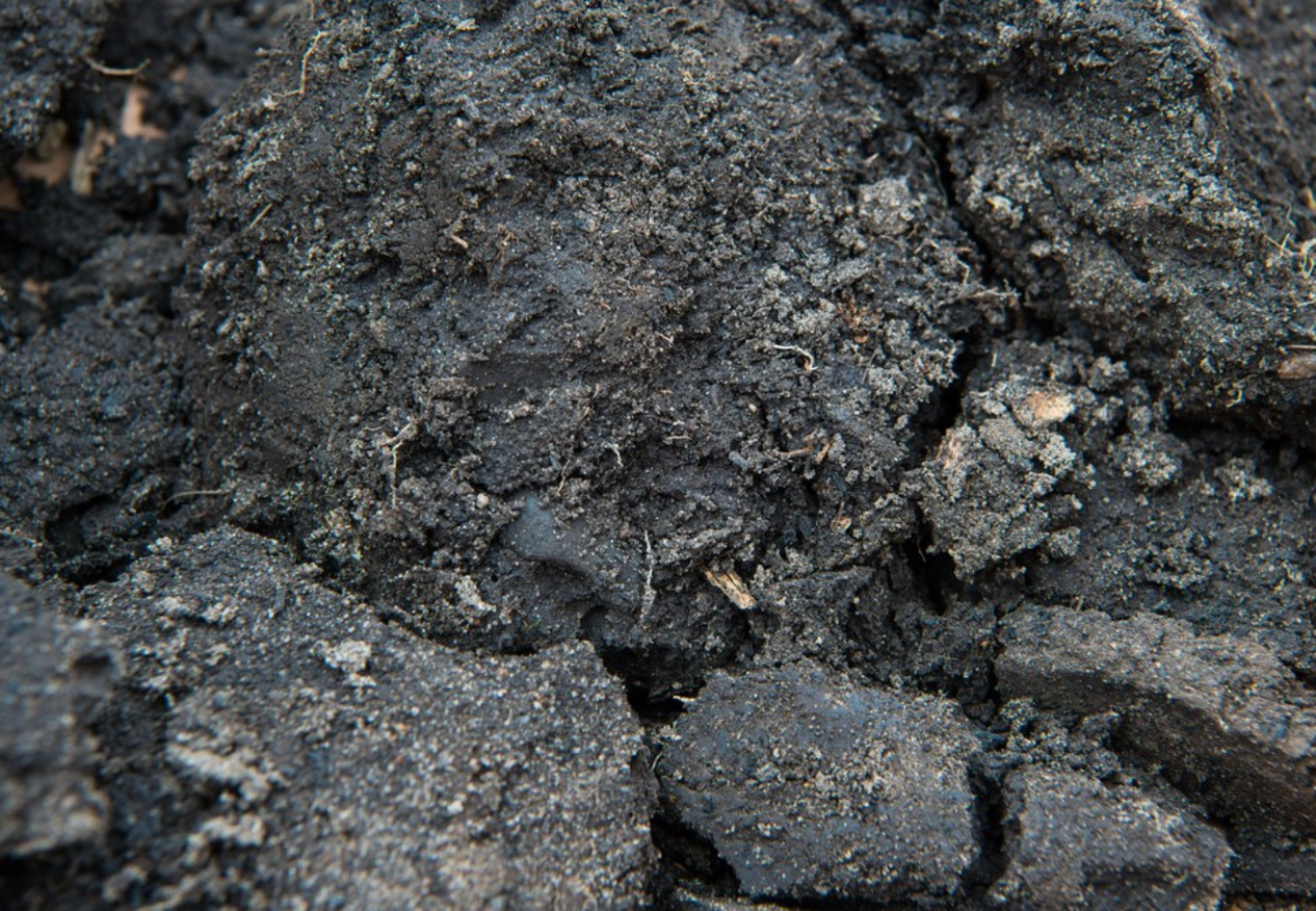 biochar