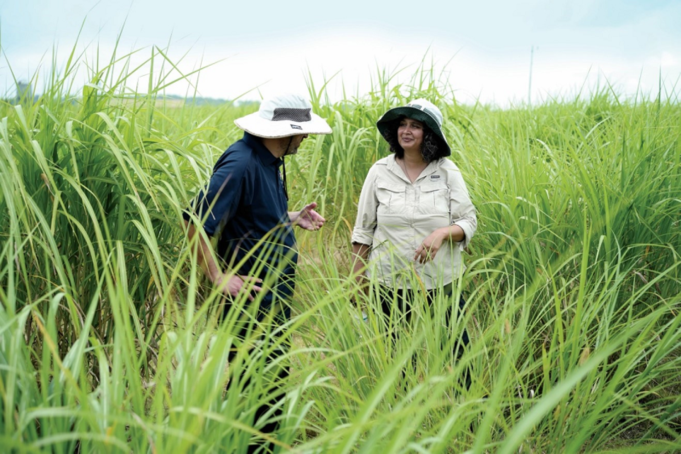 HudsonAlpha researcher Kankshita Swaminathan, right, and University of Illinois crop sciences professor Erik Sacks, CABBI’s Deputy Theme Leaders for Feedstock Production, examine a field of miscanthus.