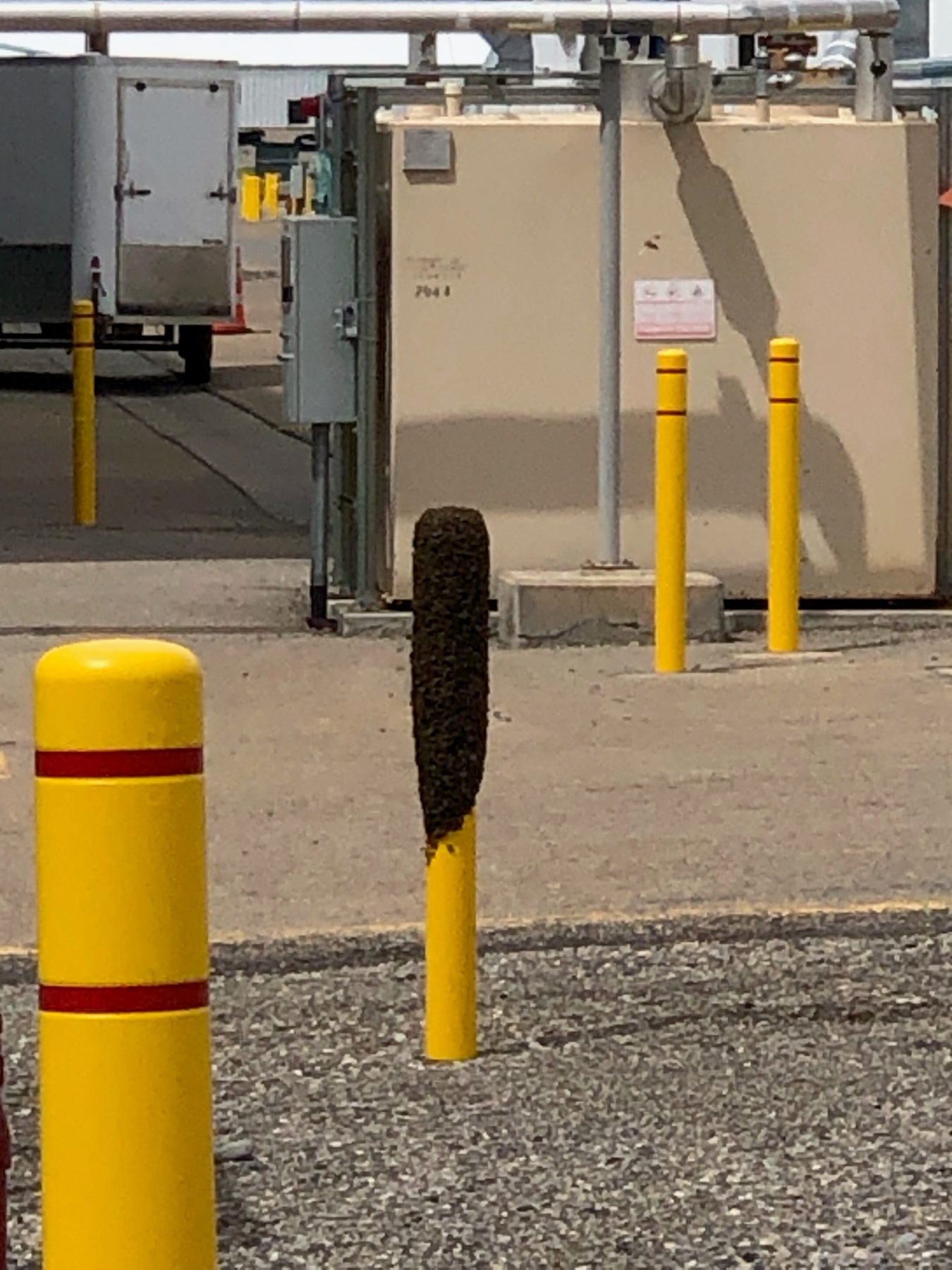 Alert employees teamed up with a regional beekeeper to save thousands of honeybees that recently took up residence at an Idaho National Laboratory (INL) Site facility and protect members of the workforce from potential, painful stings.