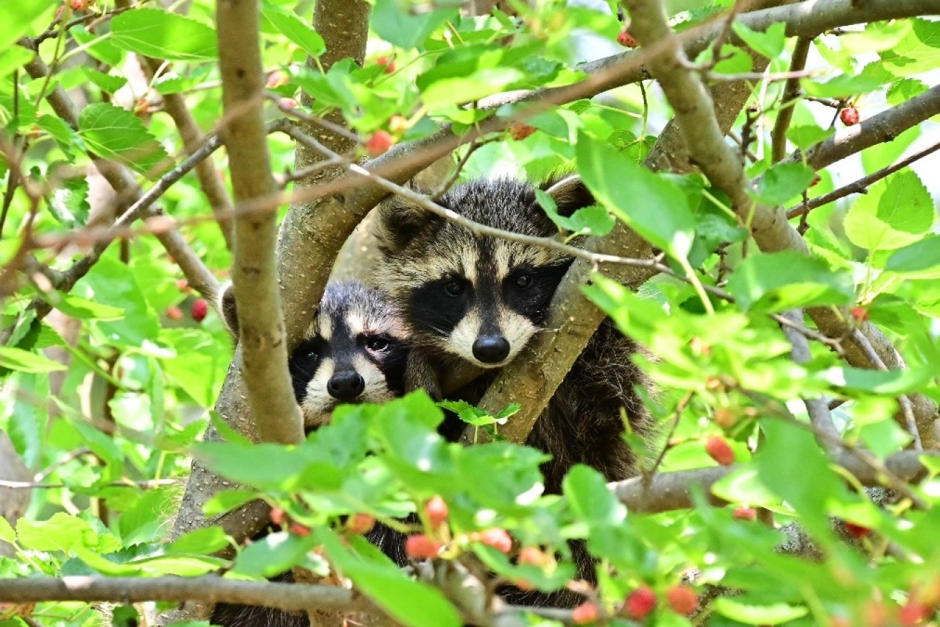 Racoon Fernald