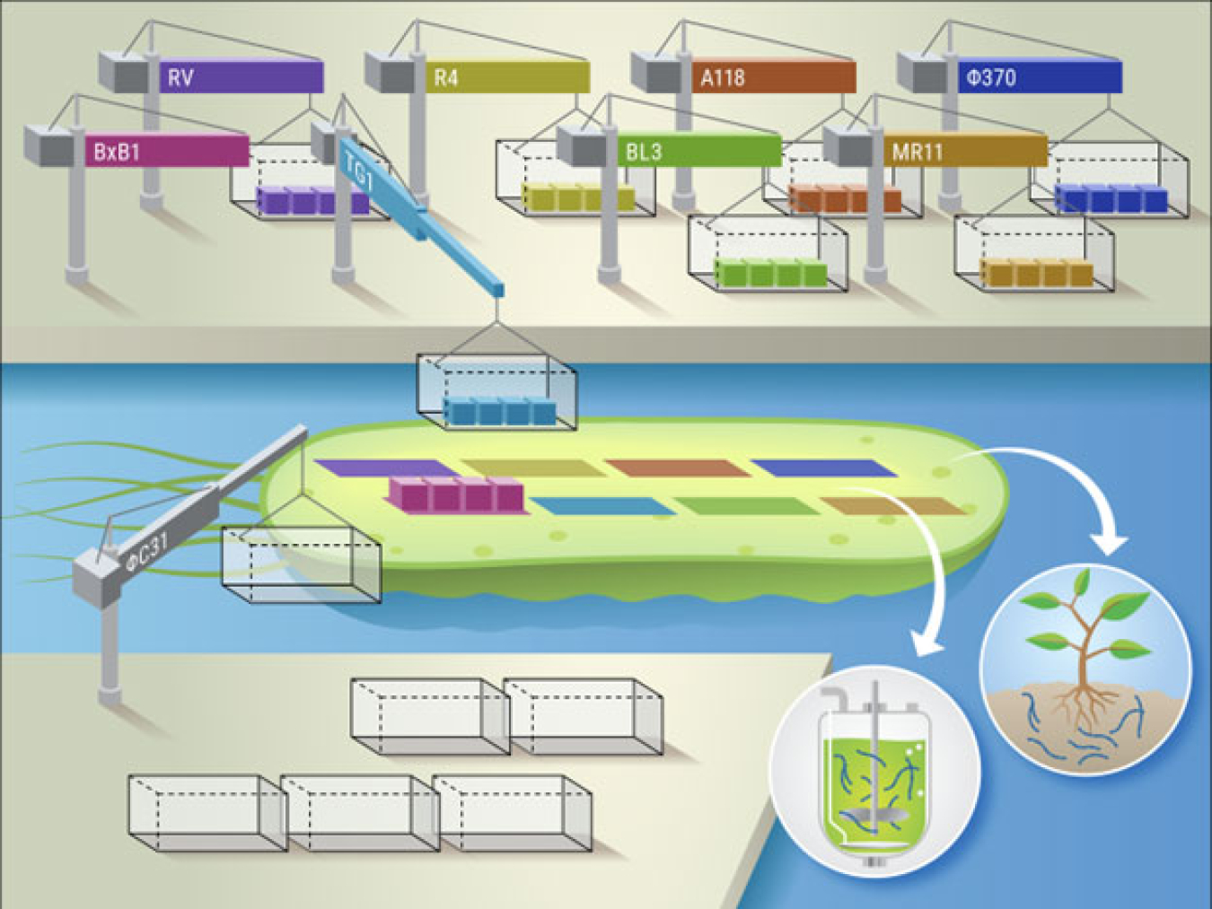 SAGE enables high-efficiency, multi-site integration of genetic cargo with recyclable genetic containers into bacteria. This eases introduction of DNA-carrying genetic circuits and metabolic pathways to engineer microorganisms for enhancing crop growth and for making bioproducts.