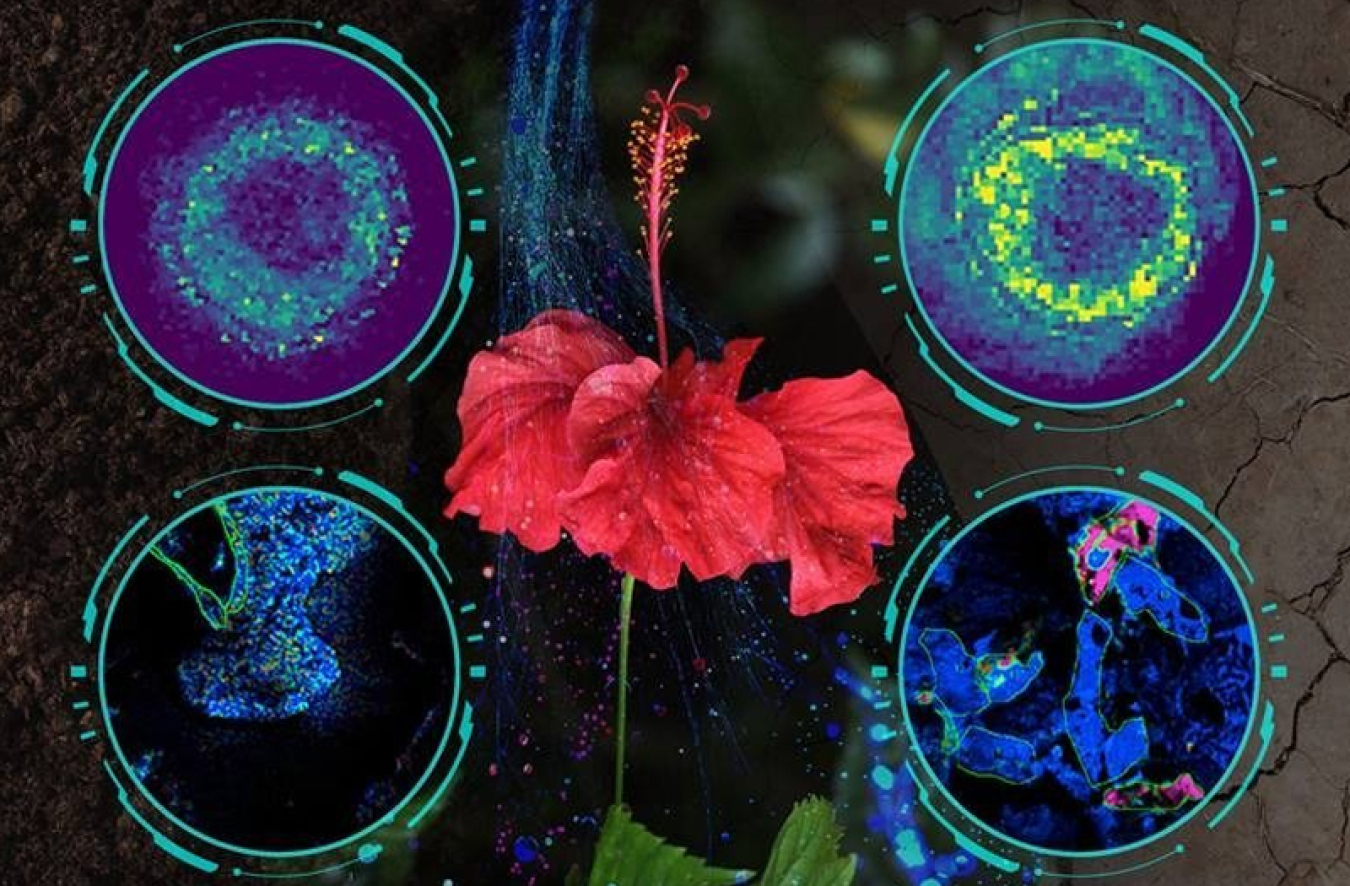 Colorful hibiscus flower image surrounded by microscopic images of the cell responses studied by scientists. 